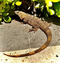 iguana on the rock