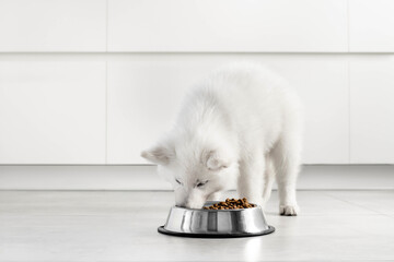 White Swiss Shepherd puppy eating dry food from a metal bowl in a modern white kitchen. Food...
