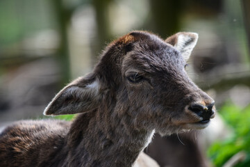 Fototapeta premium Europäisches Rehkitz Porträt