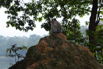 Portrait of a Khmer monkey perched on top of a colorful rock among the trees on the complex of...