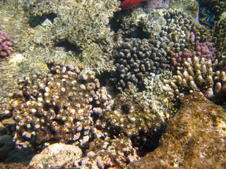 Colorful inhabitants of the Red Sea coral reef