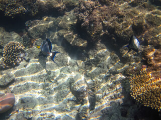 Colorful inhabitants of the Red Sea coral reef