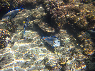 Colorful inhabitants of the Red Sea coral reef