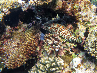 Colorful inhabitants of the Red Sea coral reef