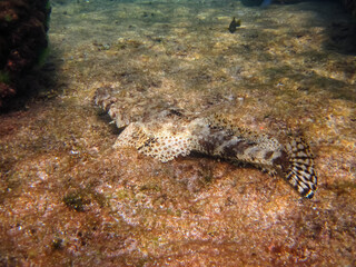 Colorful inhabitants of the Red Sea coral reef