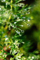 The early sun illuminates the dew drops on the green dill. background. blurred