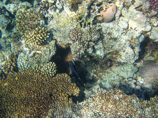 Colorful inhabitants of the Red Sea coral reef