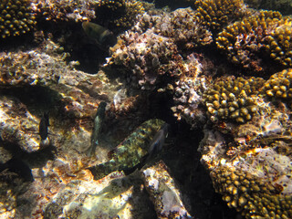 Colorful inhabitants of the Red Sea coral reef