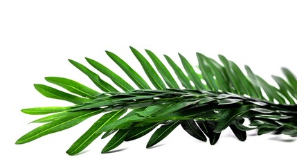 Green leaves of palm tree isolated on white background with clipping path.