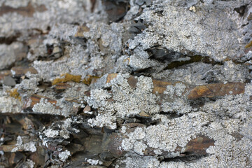 Close up of lichen on the bark of an old tree.