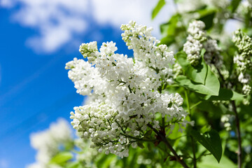 Blossom white lilac flowers. Spring lilac bush blooming