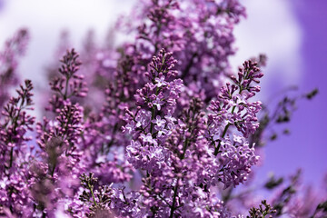 Blossom lilac flowers. Spring lilac bush blooming