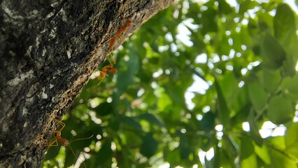 ants walking on a tree trunk against a background of green leaves
