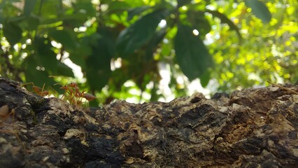 ants walking on a tree trunk against the background of leaves in the morning