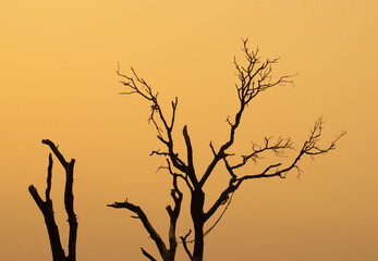 silhouette of a tree