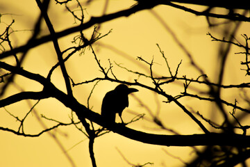 Scary crows sit on the spread  pattern branches silhouette  