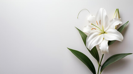 Funeral Lily On White Background with copy space, generative Ai