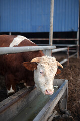 A cow drinking in a cattle pen