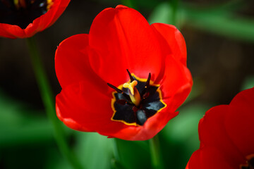 Eine blühende rote Tulpe