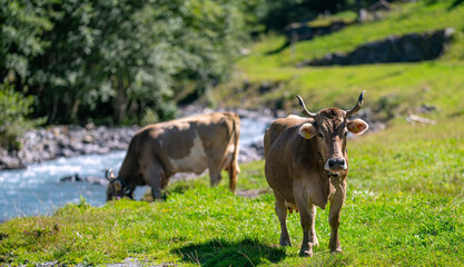 Naklejka na ściany i meble Cows are grazing on a summer day on a meadow in Switzerland. Cows grazing on farmland. Cattle pasture in a green field. Cows in a field on a eco Cattle farm. Organic milk from grass field cow. Swiss