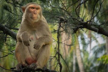 female Monkey sitting on the tree. The rhesus macaque