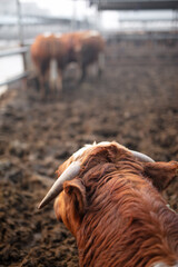 Beef cattle raised on a farm