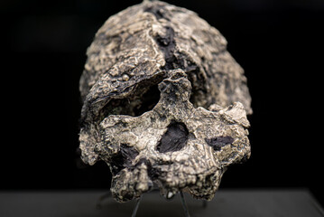 Kenyanthropus platyops is an extinct hominid species discovered in Lake Turkana, Kenya in 1999. It was by Justus Erus, who was part of Meave Leakey's team - 779439625