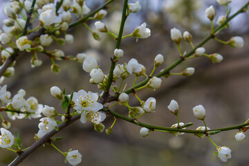 Selective focus of beautiful branches of plum blossoms on the tree under blue sky, Beautiful Sakura flowers during spring season in the park, Floral pattern texture, Nature background