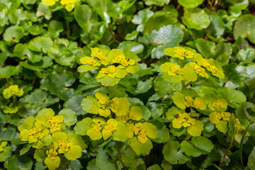 Blooming Golden Saxifrage Chrysosplenium alternifolium with soft edges. Selective focus. Has...