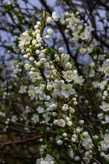 Selective focus of beautiful branches of plum blossoms on the tree under blue sky, Beautiful Sakura...