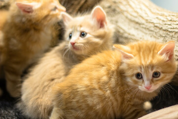 Cute little kittens sitting on the ground. Selective focus.