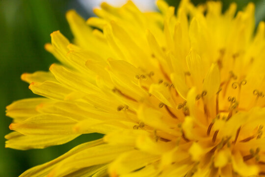 Dandelion Taraxacum officinale close-up. Yellow primrose. Bright spring background. Shallow depth of field, macro