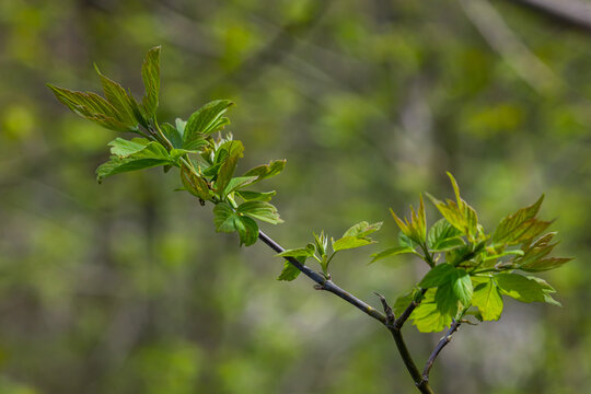 Common hawthorn or oneseed hawthorn Crataegus Monogyna springtime fresh green foliage
