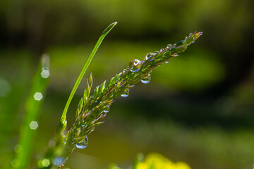 Fresh green grass with dew drops close up. Water driops on the fresh grass after rain. Light...