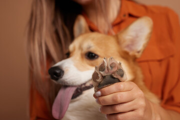 Corgi dog's paw close-up is held by a girl, grooming salon