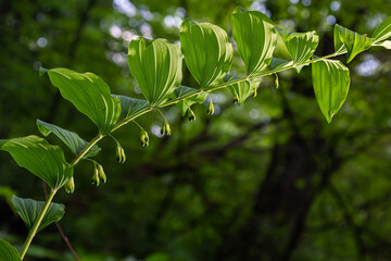 Polygonatum multiflorum, the Solomon's seal, David's harp, ladder-to-heaven or Eurasian Solomon's seal, is a species of flowering plant in the family Asparagaceae