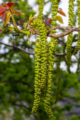 Walnut twig in spring, Walnut tree leaves and catkins close up. Walnut tree blooms, young leaves of the tree in the spring season, nature outdoors