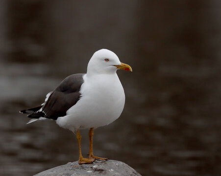 Lesser black-backed gull