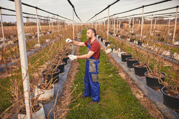 Farmer inspecting spring buds in blueberries organic farm.