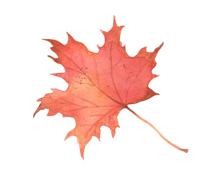 Watercolor autumn maple red leaf isolated. Hand drawn fall illustration