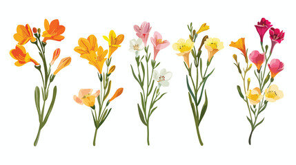 Set with Freesia flowers on white background flat vector
