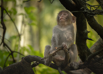 Baby monkey sitting on the tree. The rhesus macaque