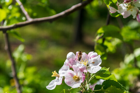 honey bee on apple blossoms