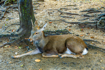 A horned sika deer sits in front of a cookie cracker in Nara Park, Japan.