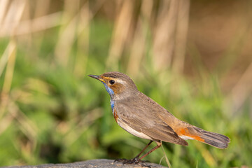 Bluethroat, Luscinia svecica. Early in the morning, a male bird sits on the rock