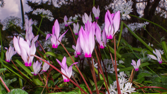 Flowers of the Persian cyclamen (Cyclamen persicum), in natural habitat on Cyprus