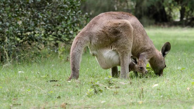 A baby Joey Kangaroo stretches out of its mother's pouch to feed on a grassy field. Australian tourism wildlife