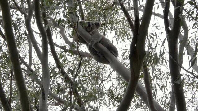 Full body and head view of a large male Koala sleeping on the branch of an Australian Eucalyptus tree. Natural wildlife