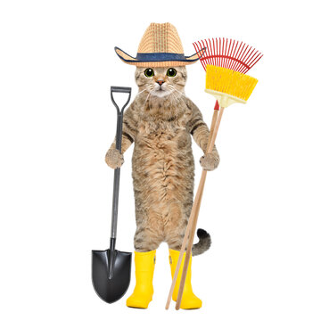 Cat in a straw hat and rubber boots standing with a garden tool in his hands isolated on a white background