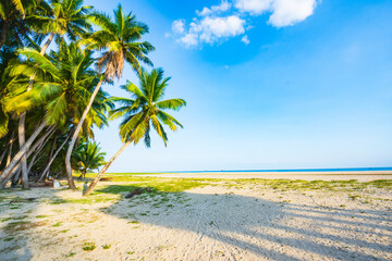 Scenery of coconut grove in the eastern suburbs of Wenchang, Hainan, China Sea, at sunset in the...